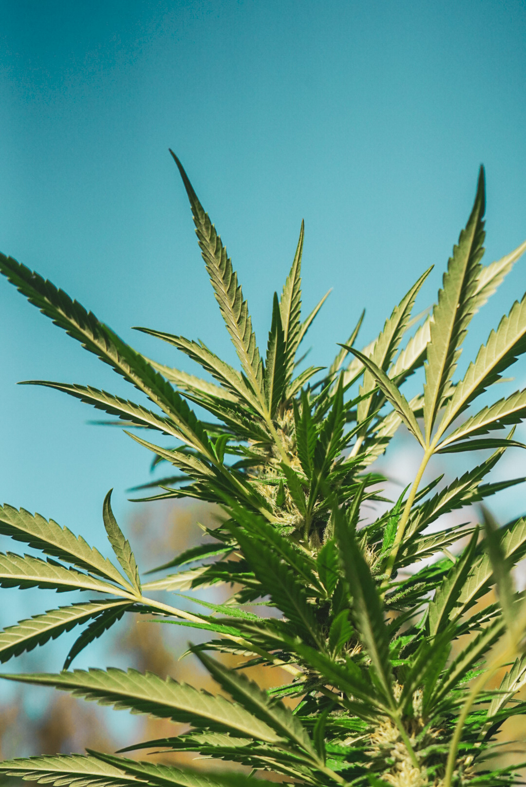 Planta de cannabis iluminada por el sol